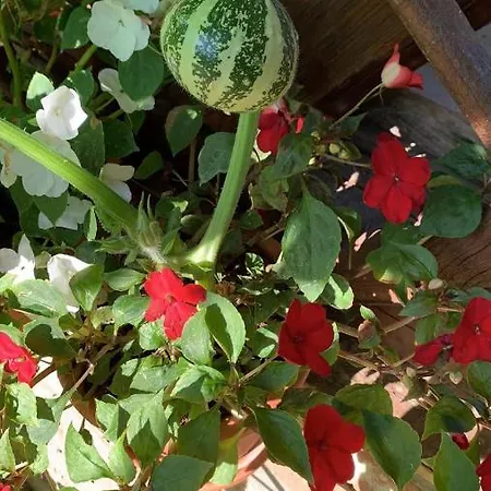 Ilkicev Kucerak Apartment