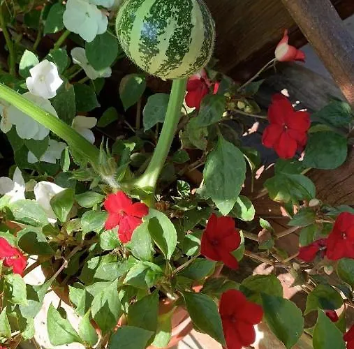 Ilkicev Kucerak 아파트