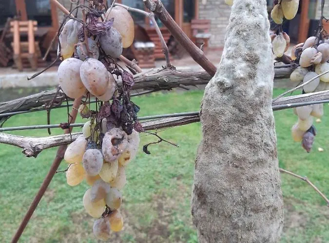 아파트 Ilkicev Kucerak